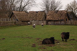 Rare Breed Sheep at Danelaw Dark Age Village, York.