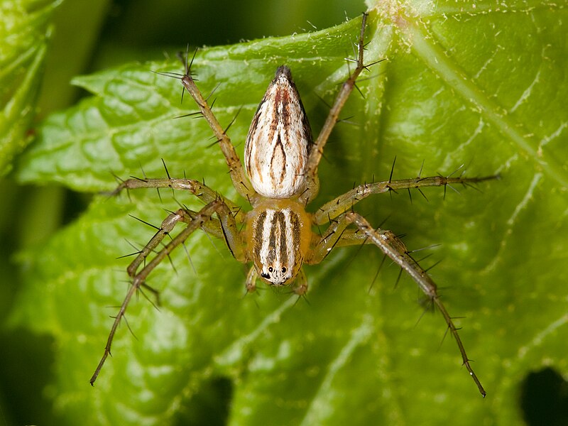 File:Oxyopes salticus female 01.jpg