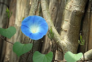 Himmelblaue Prunkwinde (Ipomoea tricolor) in Gisenyi – die aus Mexiko stammende Art ist in zahlreichen Ländern Afrikas und Südamerikas ein Neophyt