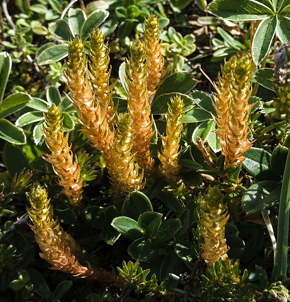 File:Arosa - plants.jpg