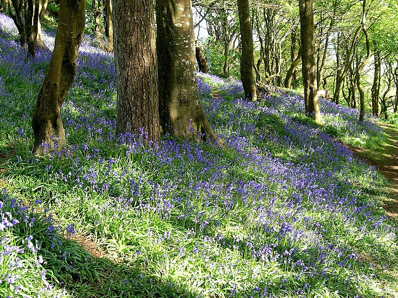 File:Bluebell Dell above Newlyn - geograph.org.uk - 4448956.jpg