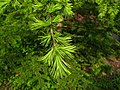 Folige; Cultivated, PAN Botanical Garden in Warsaw