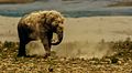 * Nomination An Indian elephant (Elephas maximus indicus) taking a dust bath at the Banks of the Ramganga River in Jim Corbett National park. By User:TanmayHaldar --Ovva olfa 09:01, 19 August 2016 (UTC) * Decline  Oppose No. The digital manipulation is too visible. Use of a mask is a better way to do.--Jebulon 09:40, 19 August 2016 (UTC)