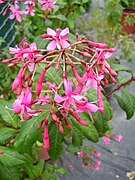 Fuchsia arborescens