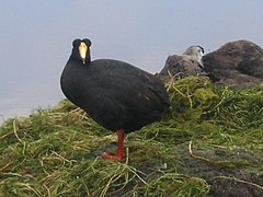 Tagua Gigante/ Fulica gigantea