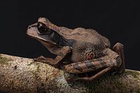 Gastrotheca recava