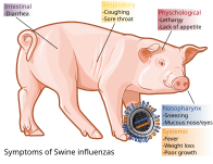 English version: English: Symptoms of influenzas on swines, English.