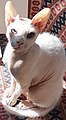 Peterbald blanc type «brush» aux yeux bleus.