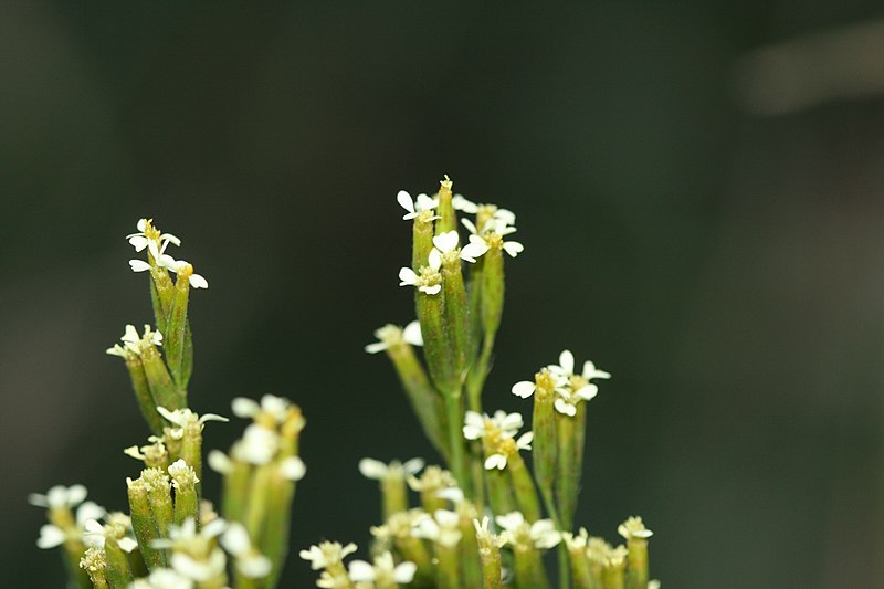 File:Tagetes minuta flower.jpg