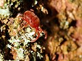 Trombidium holosericeum (3,2mm)