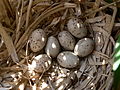 Nest with eggs; Wilgenhoek, Deerlijk, Belgium