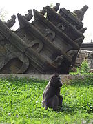 Macaque à crête.