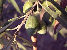 Olyve (Olea europaea)