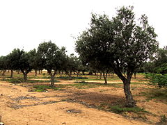 Olive trees in Namibe provincve, Angola.JPG