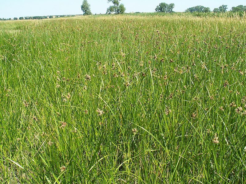 File:Bolboschoenus maritimus kz02.jpg