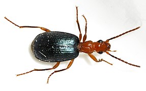 Brachinus-explodens-05-fws.jpg