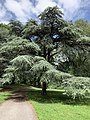 Cedrus libani var. atlantica 'Aurea' in the New York Botanical Garden