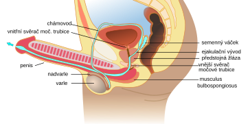 Ejakulace (anatomie).svg