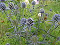 Eryngium planum (ru:Синеголовник плосколистный, или синеголовник плоский) (en:Blue eryngo, or flat sea holly) (de:Flachblatt-Mannstreu, Flachblatt-Edeldistel oder Flachblättriger Mannstreu) (lv:Plakanā zilpodze)