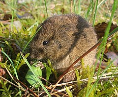 Обикновена сива полевка (M. arvalis)