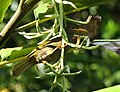 English: Yodeling Honeyeater (Gymnomyza viridis, cat.)