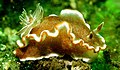 Glossodoris rufomarginata