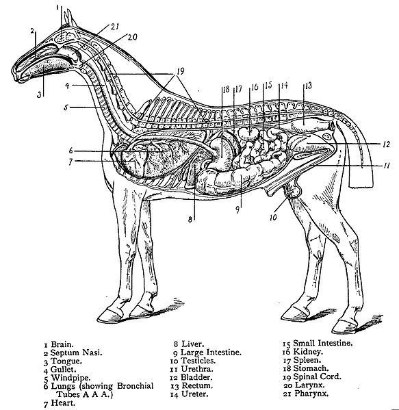 File:Image from page 215 of "The encyclopædia of the stable".jpg