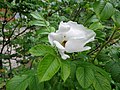 Rosa rugosa (ru:Шиповник морщинистый) (en:rugosa rose, Japanese rose or Ramanas rose) (de:Kartoffel-Rose, Apfel-Rose oder Japan-Rose) (lv:Krokainā roze)