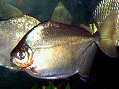 Mylossoma duriventre Palometa