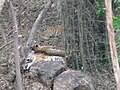 Tigers at Bannerghatta National Park