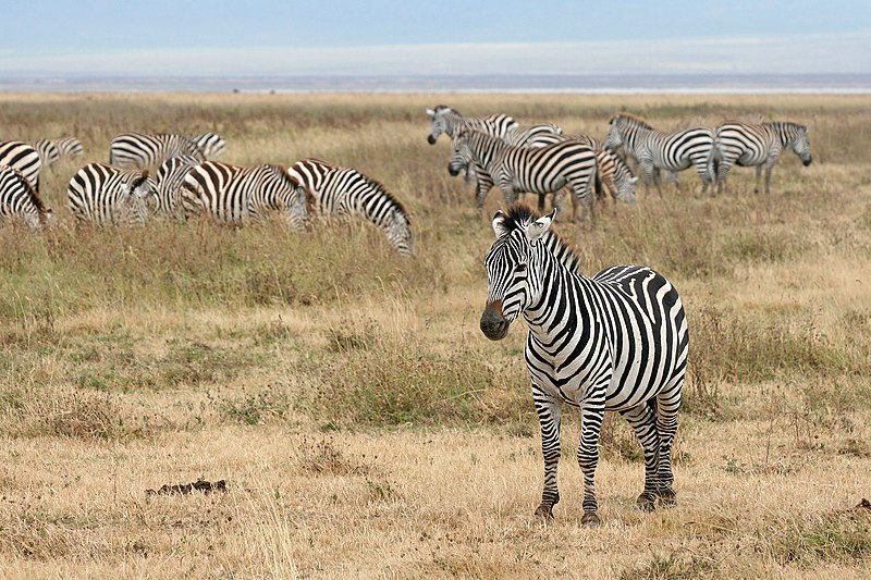 File:Zebras Ngorongoro Crater.jpg