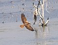 Marsh Harrier female