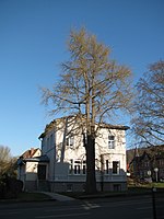 Ginkgobaum, Wieterstr. 18