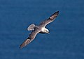 Northern fulmar