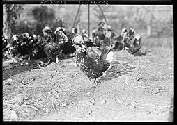 Agence Rol - Orvilliers, poule de Houdan.jpg