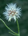  Hoikkakelton (Crepis capillaris) pähkylöitä kukkapohjuksessa.