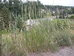 Elymus repens (3739414296).jpg