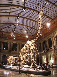 2012 – Skelettrekonstruktion von Giraffatitan brancai, Berliner Museum für Naturkunde