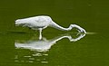 Image 100Great egret stabbing the water in Green-Wood Cemetery