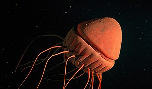 Periphyllopsis braueri, une méduse de l'ordre des Coronatae.