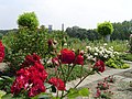 Deutsches Rosarium mit Phoenix West