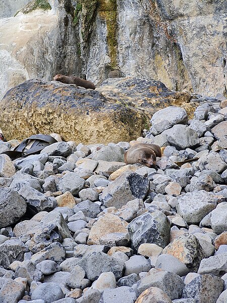 File:Tunnel Beach Seals.jpg