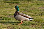 Seite 4: File:Mallard_drake_at_Marymoor_Park.jpg Autor: User:Dcoetzee Lizenz: PD