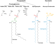 Membrane Lipids.svg