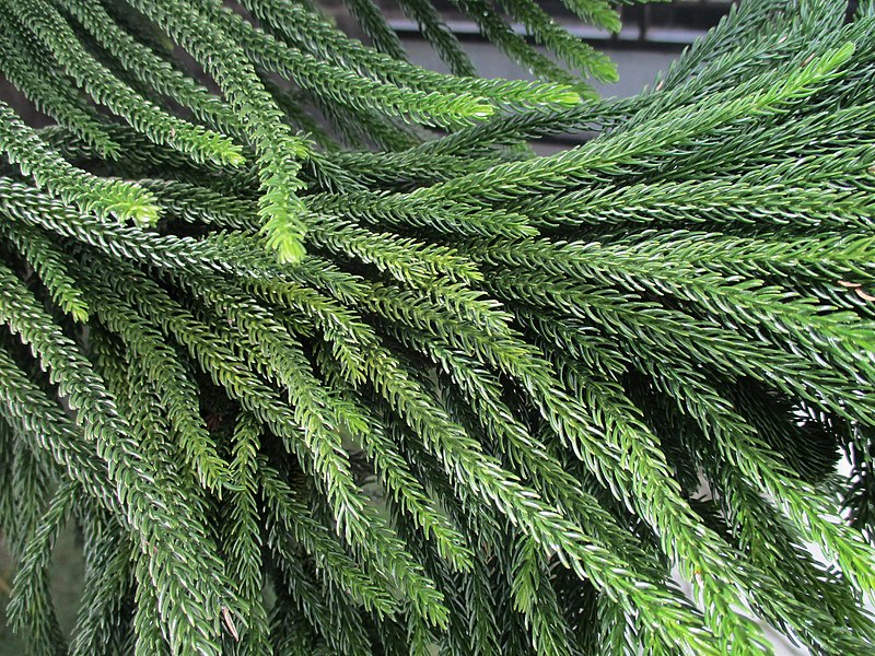 File:Araucaria (Ampana 2017) leaves.jpg