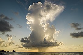 Cumulonimbus calvus cloud over the Gulf of Mexico in Galveston, Texas.jpg