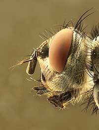 Kapo de muŝo (Caliphrodae)