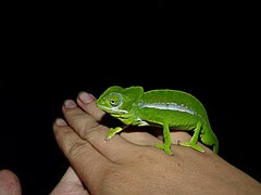 Description de l'image Furcifer viridis 22759159.jpg.