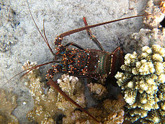 Une langouste fourchette observée à faible profondeur à La Réunion.