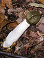 Stinkhorn, Phallus impudicus